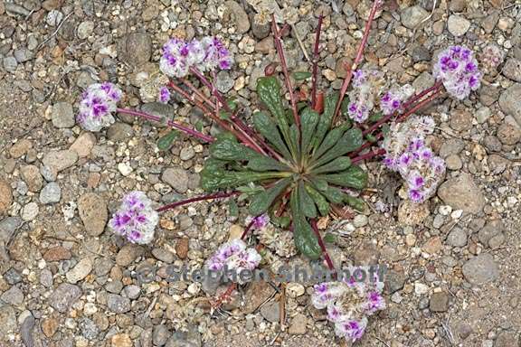 calyptridium monospermum 15 graphic